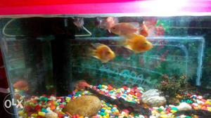 2 yellow perrot and 1 red perrot and 1oscar..fixed price