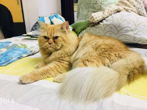 2year old male persian for urgent sale