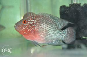 3.5 inch SRD Flowerhorn Fish