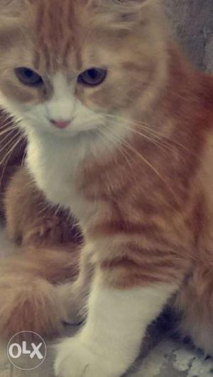 3 months old doll face persian cats each ,