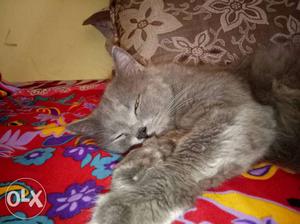 3years old,semi punch male, grey colour,its vry