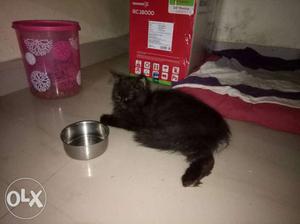 4 month persian female cat and vaccinated pure