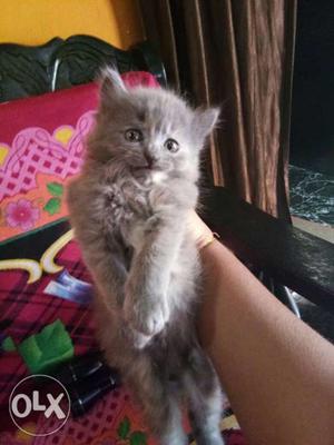 42days Persian kittens for sell,only serious