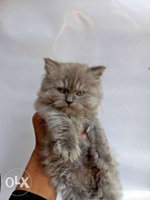 45 Days adorable persian kittens for sale.Toilet Trained