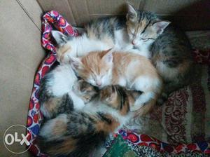 5 Kittens and 1 half persian cat for sale Price