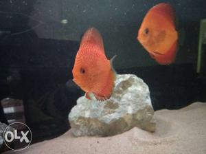 6 discus fish for sale