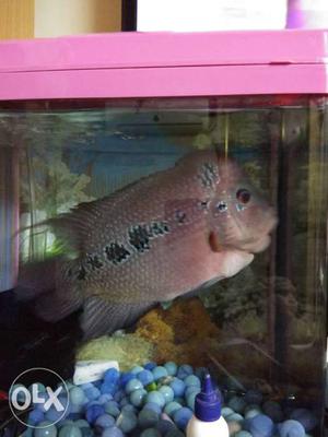 7 cm long flowerhorn