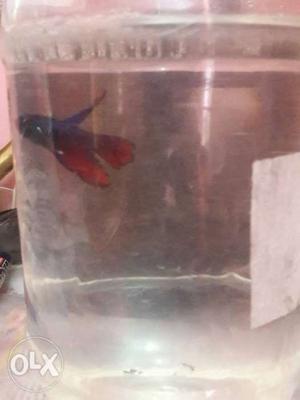 Agressive long tailed betta fish which can be