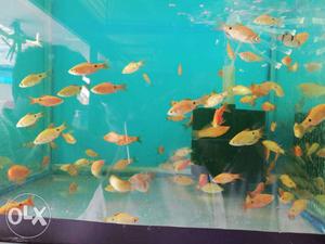 All Types of Fish and Tanks service
