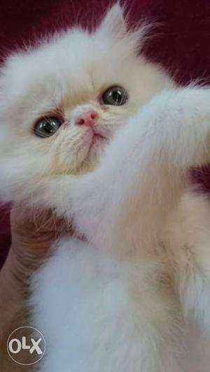 All colours persian kittens r available for selll
