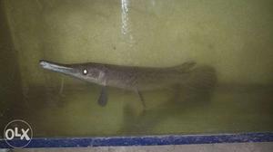 Alligator gar fish 18" inch