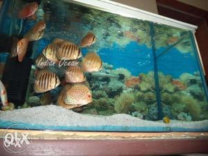 Aquarium for sale (Fish Tank 24'x15'x15')