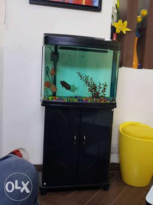 Aquarium for sale with seven fish one oscar and
