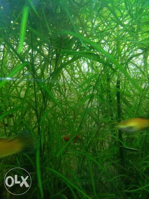 Aquarium plant - Narrow pondweed (Potamogeton