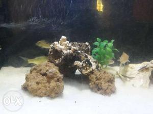 Aquarium rock's best for aquarium