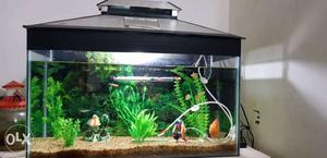 Aquarium with fish nd all accesories L×B×H =