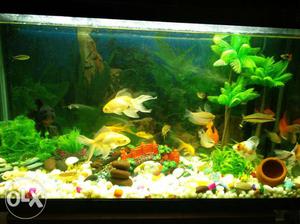 Automatic boyu fish tank oxygen & filter and gold fish
