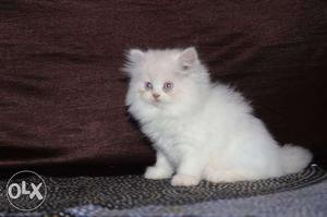 Best deal healthy baby persian cats kitten