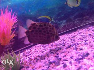 Black And Brown Dotted Fish