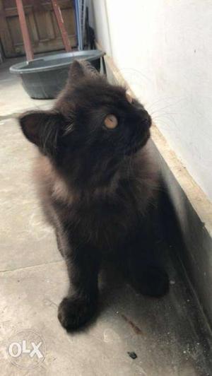 Black Persian kitten 3 months old.