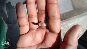 Black shrimp
