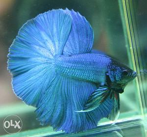 Blue And Red,white Beta Fish