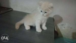 Blue Eye long hair Persian kitten for sale 3 month