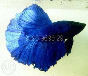 Blue Fish for sale