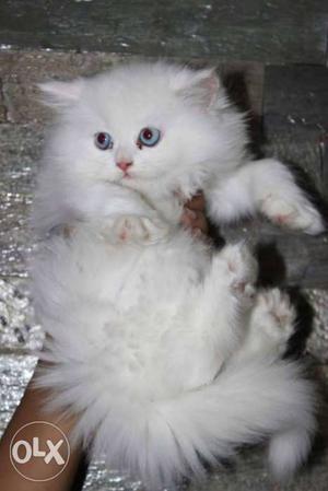 Blue eyes long fur traind persian cats kitten