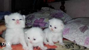 Booking started Persian kittens for sale each 10k