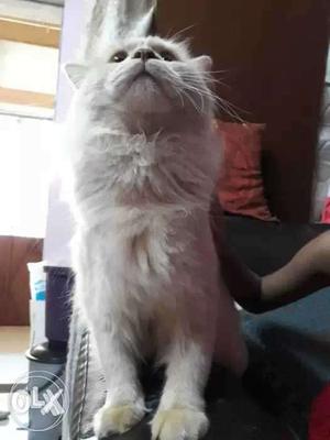 Brown fur Male Persian cat; 11 months old; very