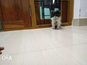 Calico persian cat for sale