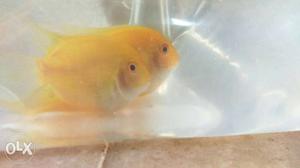 Confirmed Breeding pair severum fish for sale,