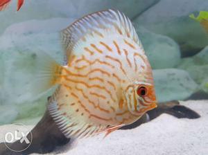 Discus 4 inch fish mix lot's