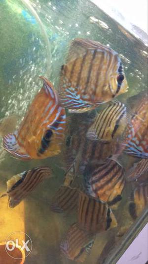 Discus fish 2.5 inch  pair and 5 inch 
