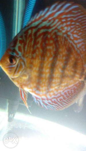 Discus fish bankok breed 5 piece 3 to 5 inches