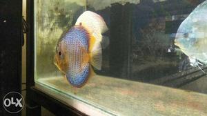 Discus fish for sale Breeding pair more than