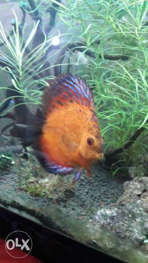 Discus fish orange n blue colour 3 inch full active