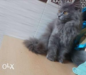 Double coating grey female pure Persian for sale