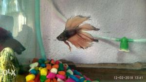 Double tail imported betta fish. price is