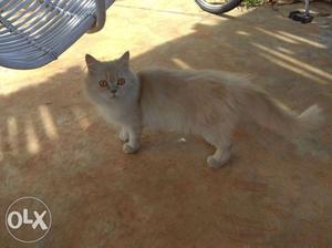 Fawn brown Male Persian cat. 1 year old.