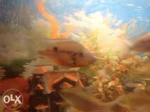 Fire mouth cichlid for sale. One male and female