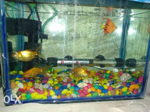 Fish Tank small size with Heater and Oxygen pump