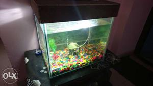 Fish Tank with Colorful Chips Toy and Motor in