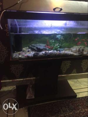Fish aquarium nicely maintained, with filter and