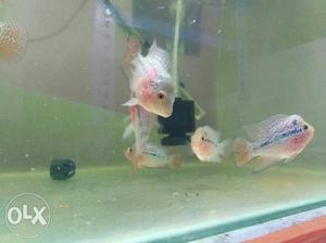 Five Grey And Pink Flowerhorn Fish
