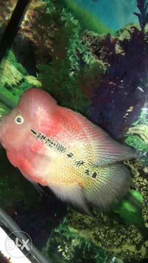 Flowerhorn, red with head