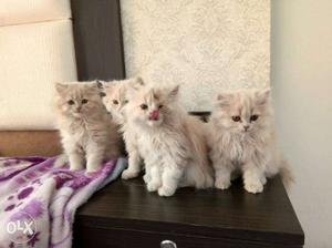 Four Long-fur White Persian Cats