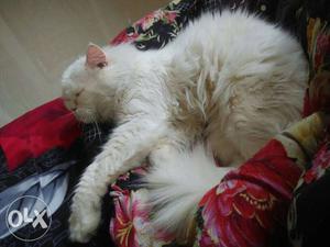 Full white persian male not for sell only for mating