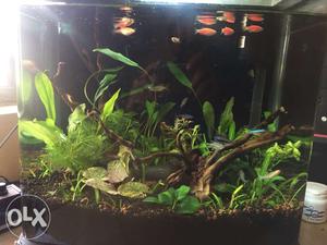 Fully settled Planted Aquarium for sale- You can
